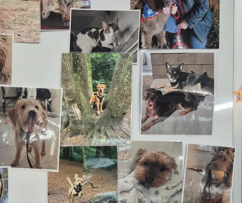 National Pet Day 2025 Image